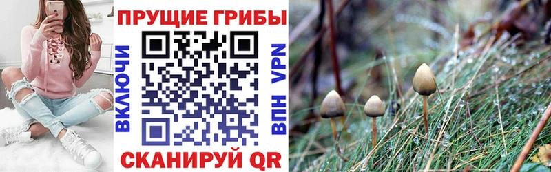 Псилоцибиновые грибы мицелий  наркотики  Армянск 